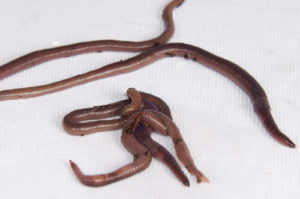 African Nightcrawler Common home Composting Worms