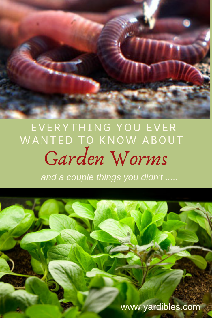 Everything you want to know about garden worms