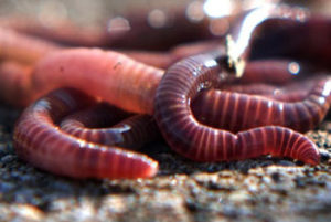 Popular Red Wiggler Worms for home Composting