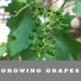 Growing Grapes in Arizona