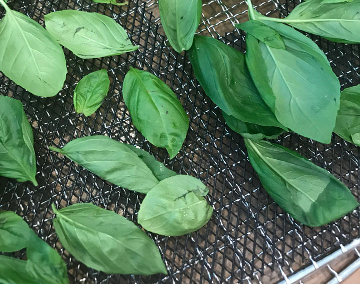 Prepare Dehydrator Trays with Basil Leaves