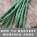 how to harvest & prepare Moringa pods