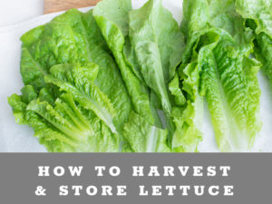 How to harvest, wash & store lettuce from your garden