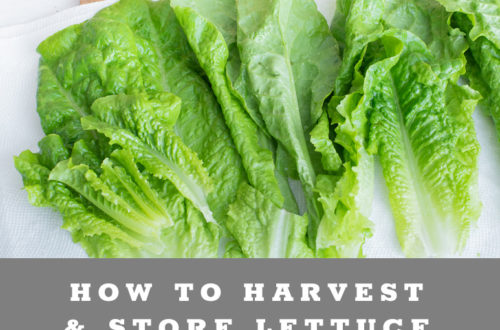 How to harvest, wash & store lettuce from your garden
