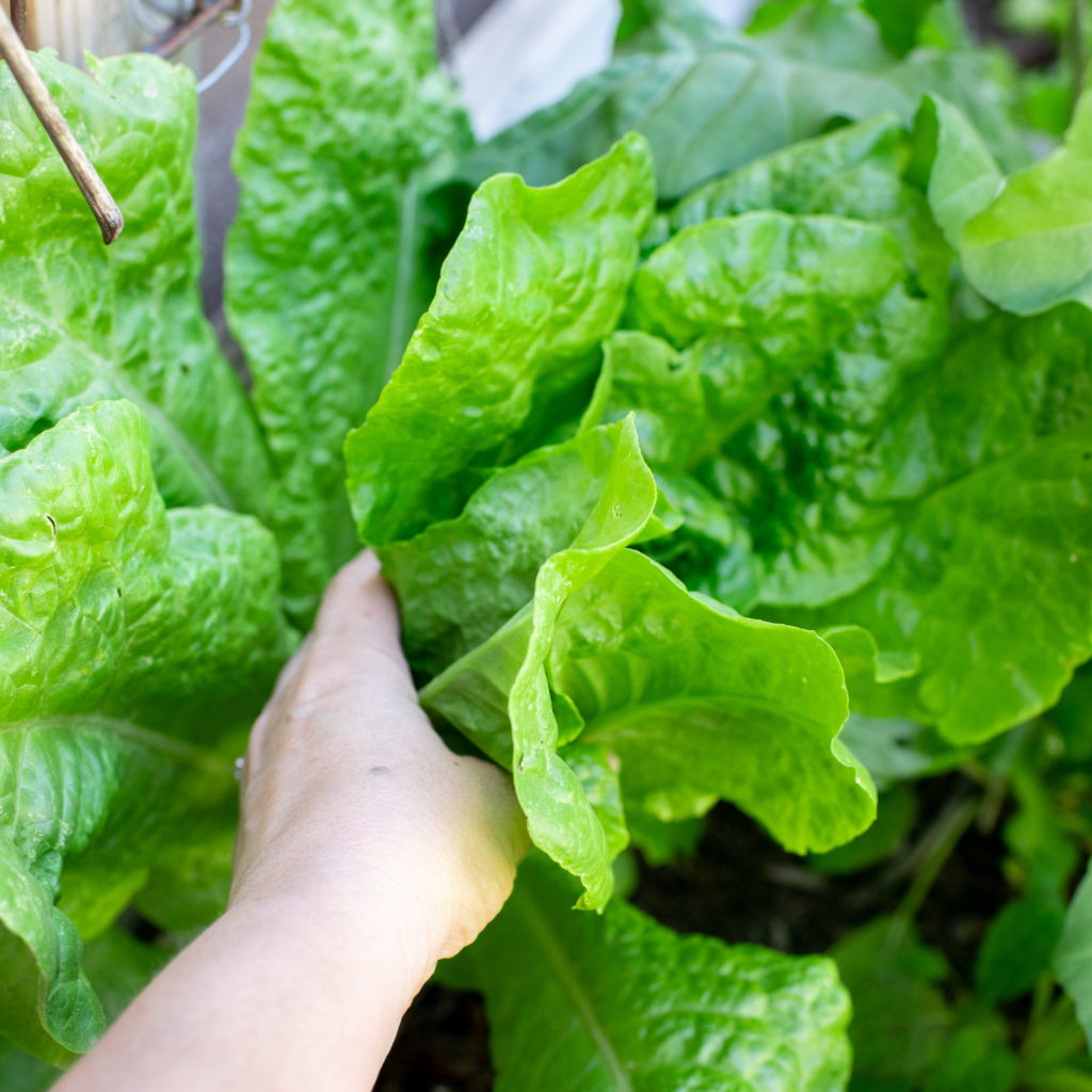 home grown lettuce harvest - how to wash & store 