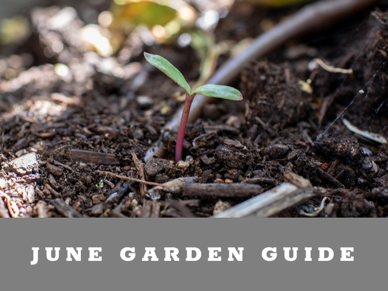 What to plant in Arizona in June
