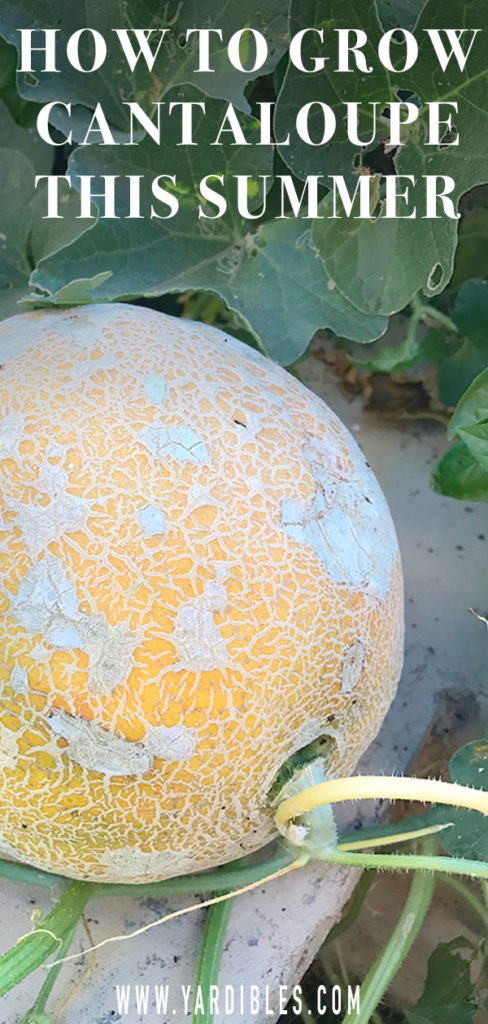 Cantaloupe Growing Tips