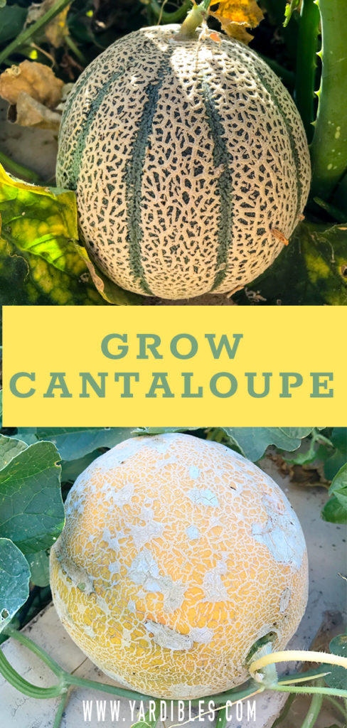 How to plant cantaloupe in your Arizona Garden