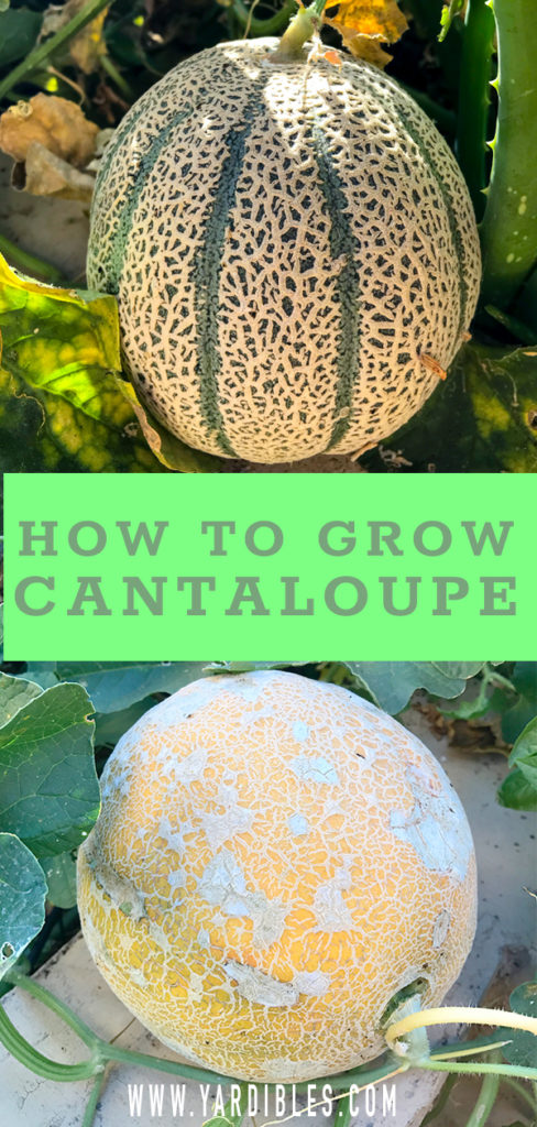 Cantaloupe loves the heat, plant in the summer