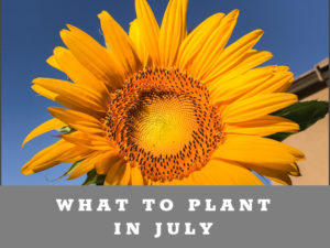 What to plant in July in Arizona Garden