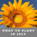 What to plant in July in Arizona Garden