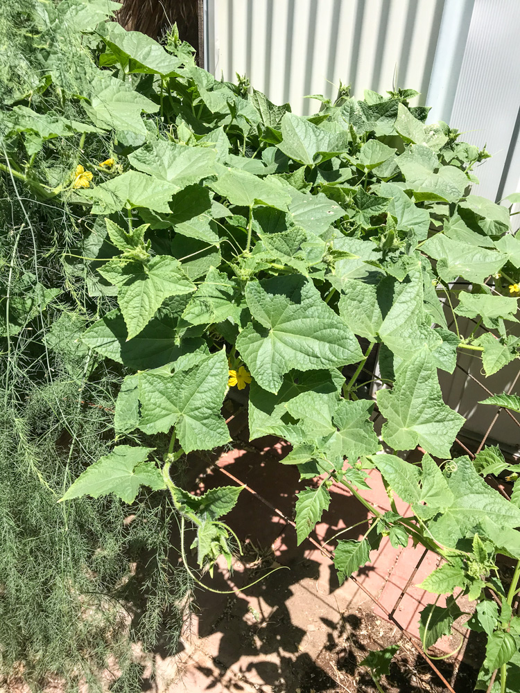 Armenian Cucumbers love the heat. Plant these out in May & June & July