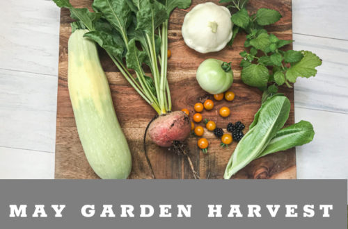 What we harvest in May from the desert garden