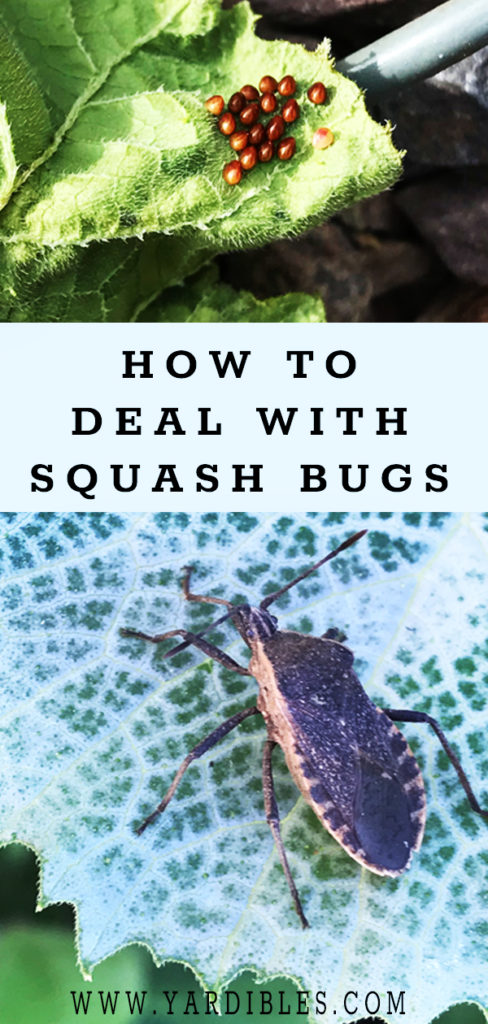 2 ways to control squash bugs