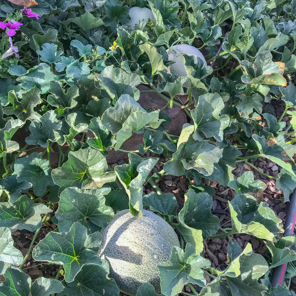 Growing Cantaloupe in Arizona.  Planting in July.