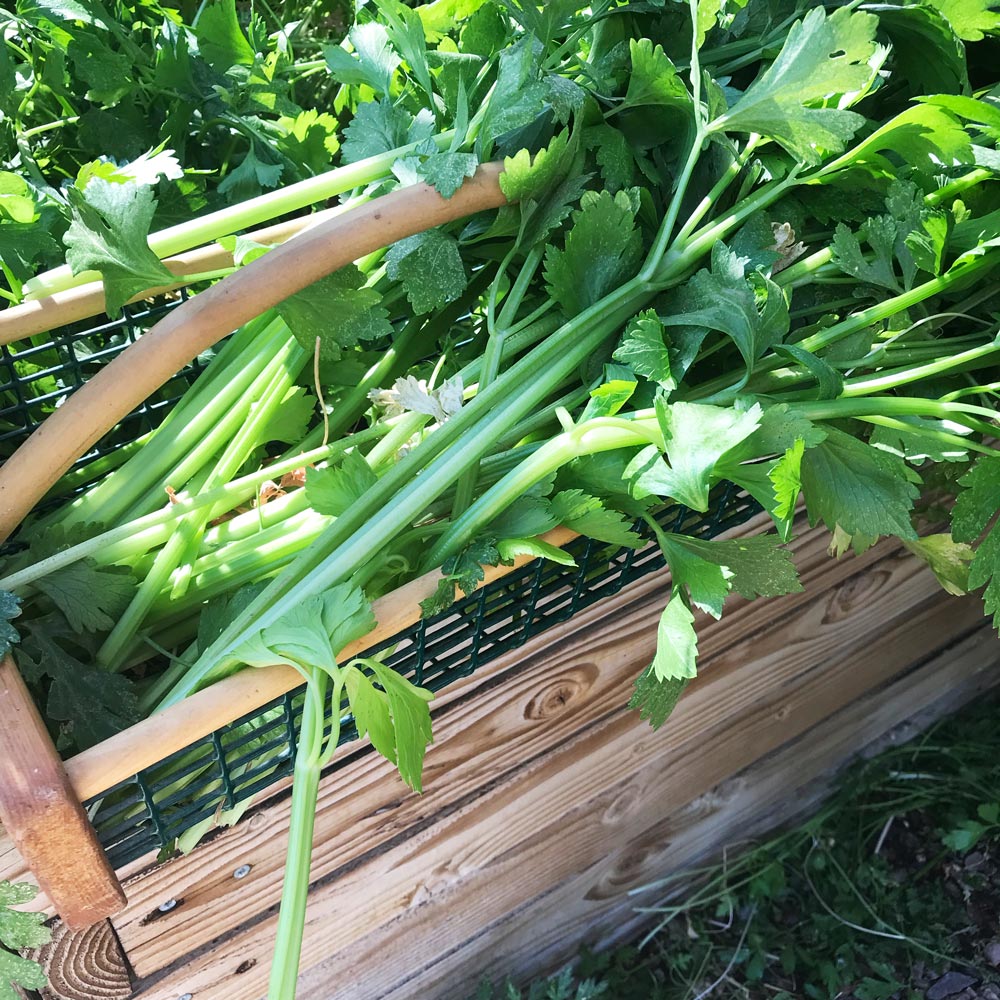 Growing Celery in August in the Low Desert