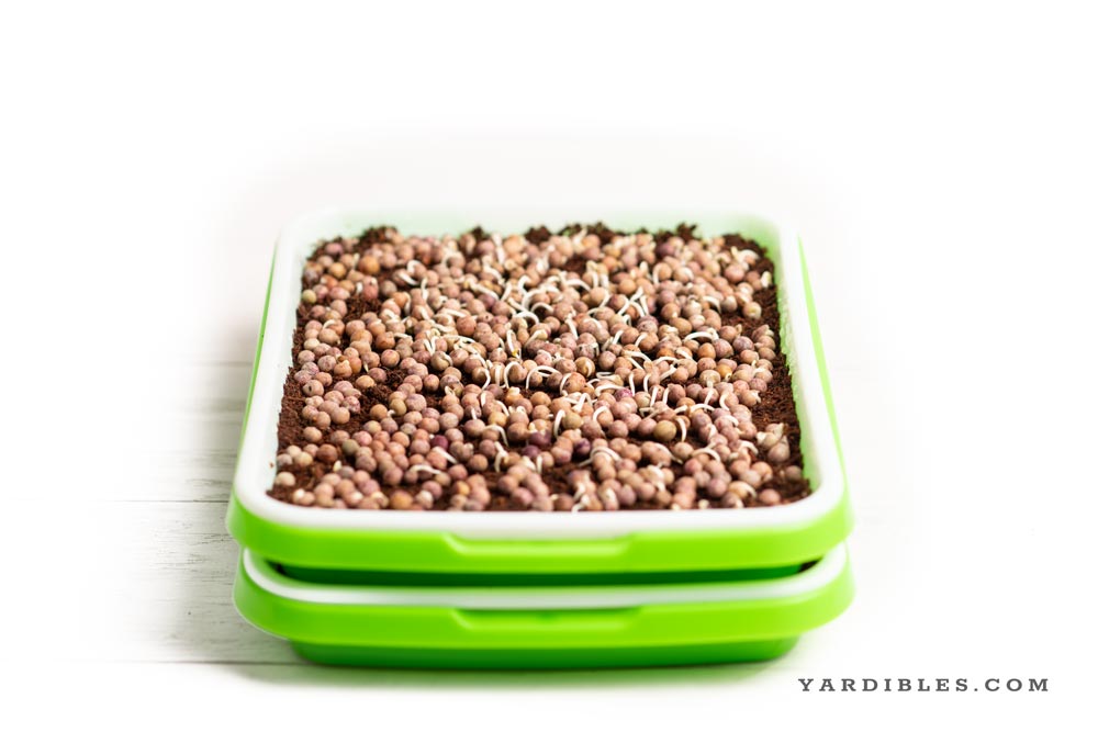 How to grow microgreens at home -  growing peas