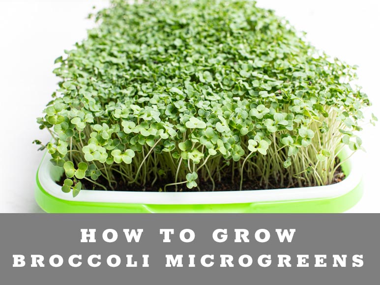 How to grow broccoli microgreens