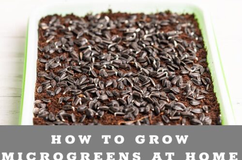 Learn how to grow microgreens at home