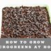 Learn how to grow microgreens at home
