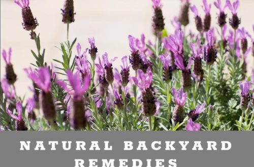 Natural Backyard Remedies
