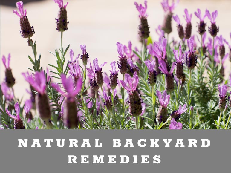 Natural Backyard Remedies