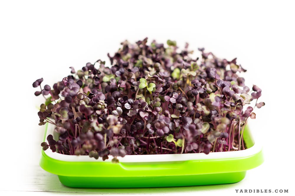 How to grow microgreens at home including purple radish microgreens.