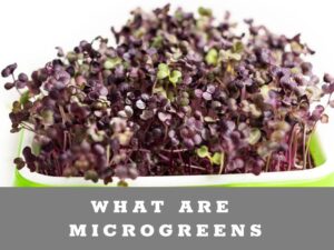 What are microgreens - rambo radish