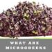 What are microgreens - rambo radish