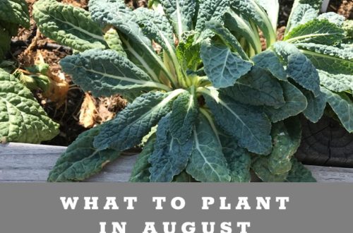 What to plant in the low desert of Arizona in August