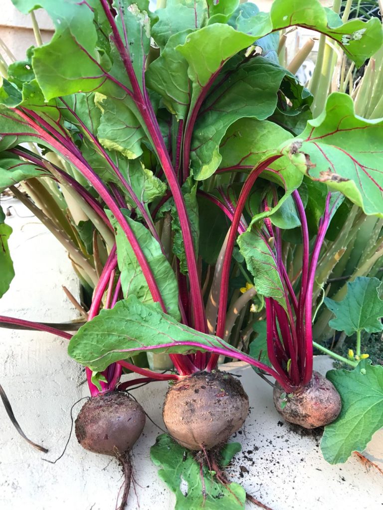 Detroit Red Beets from the Garden outside of Phoenix Arizona