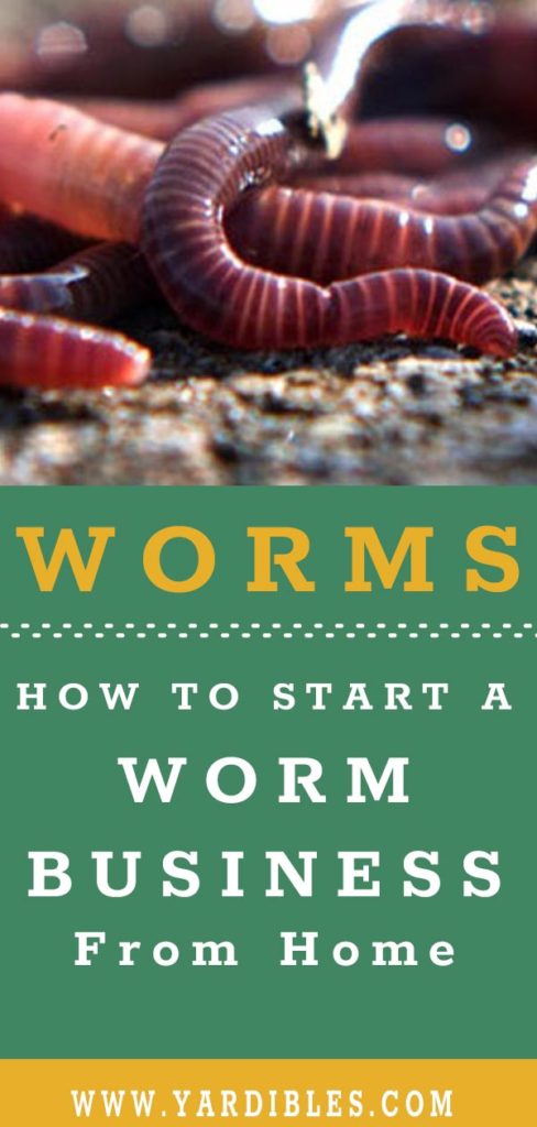 How to start a worm business from home - yardibles.com