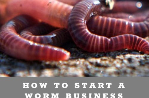 How to Start A Worm Farm