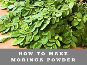 How to dehydrate Moringa Powder