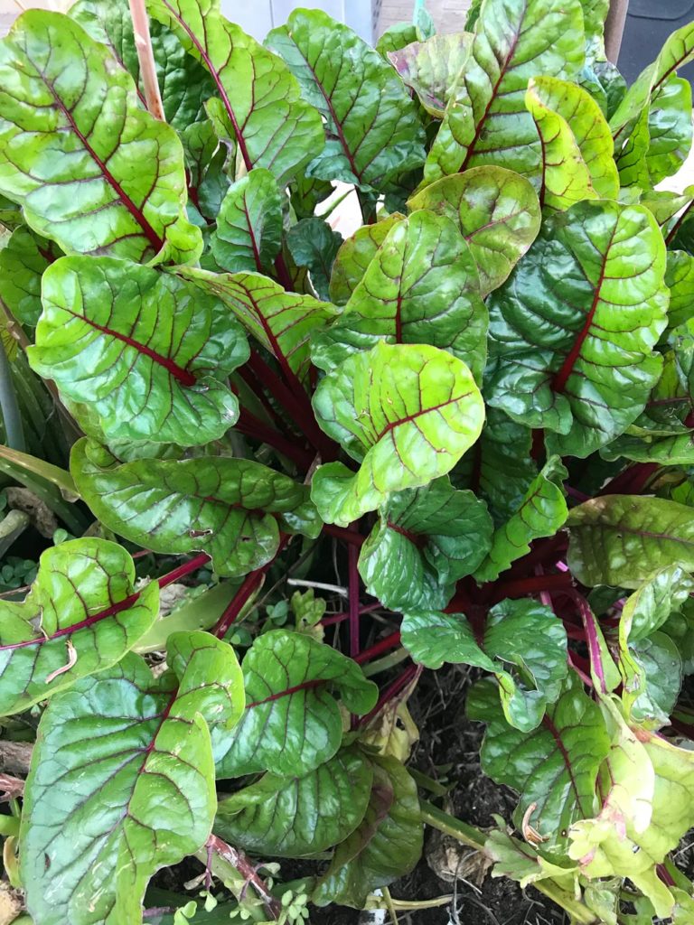Swiss Chard grown in a raised garden bed in the low desert