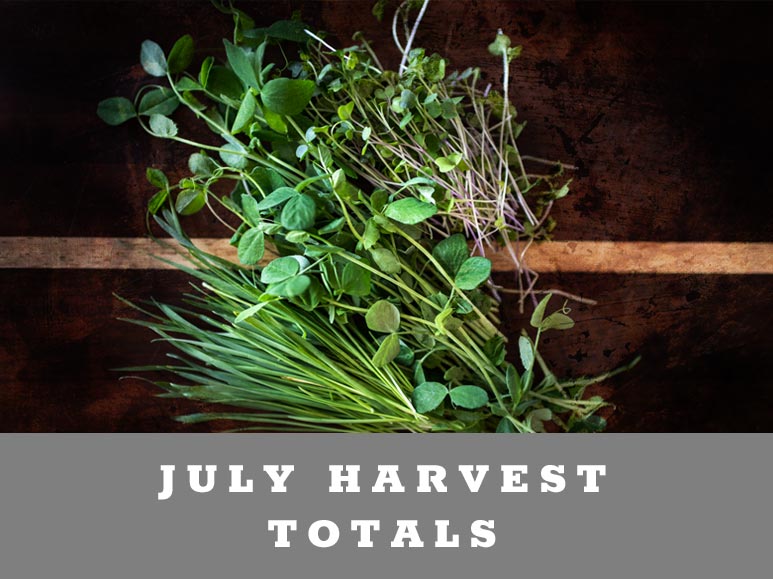 JULY Harvest Totals for a small backyard farm
