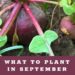 What to Plant in September in your Arizona Garden